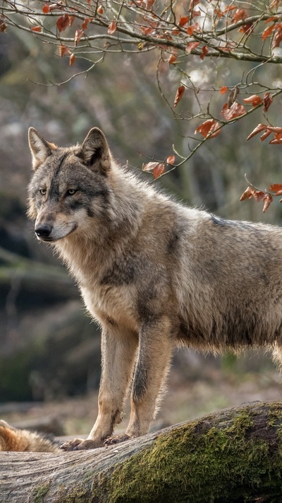 живая природа, койот, пес, волк, лес