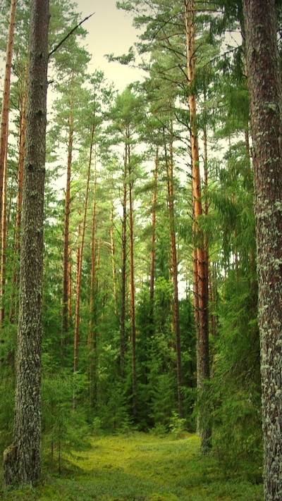 хвойными лесами, лесное хозяйство, экосистема, лес, хвойного леса