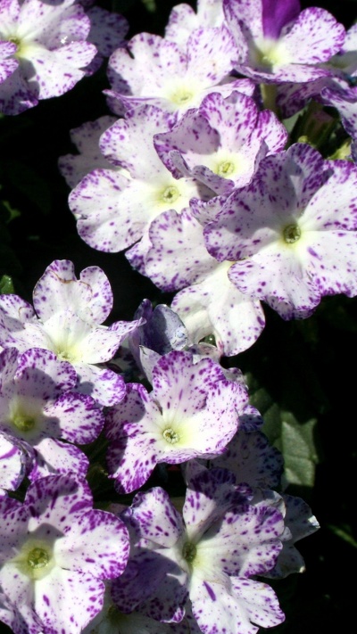 цветковое растение, полукустарник, травянистое растение, пурпур, растение