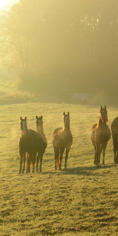 милые, пастбище, ландшафт, лошадь, животные, туман, утро, восход солнца