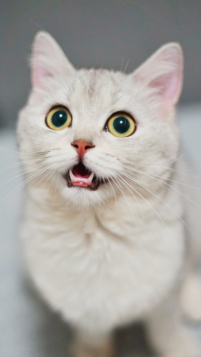 кот, бурмилла, датский дог, гавана браун, смешной кот смешной
