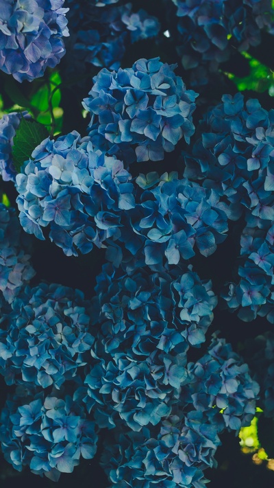 hydrangeaceae, цветковое растение, французская гортензия, цветок, синий