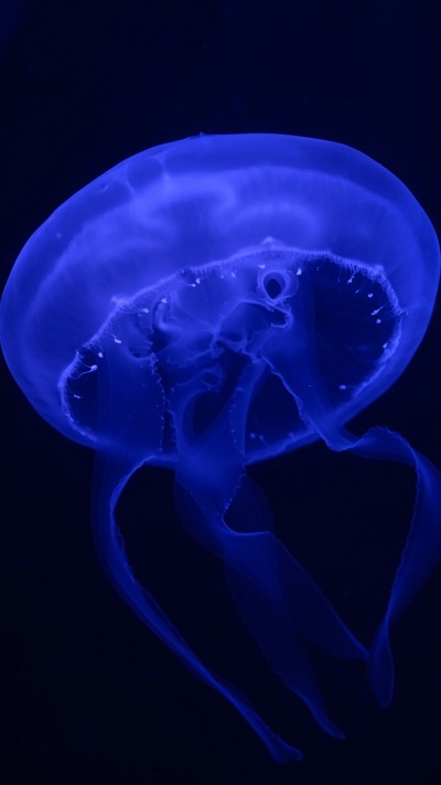 cnidaria, биолюминесценция, голубая медуза, медуза, луна желе