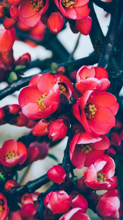 красный цвет, расцвет, цветок, красные вишни цветы, цветение вишни