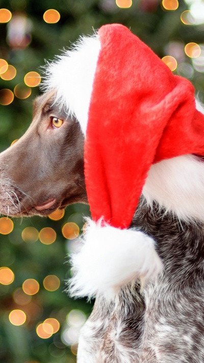 пес, собака породы, указатель, рождественский орнамент, рождество