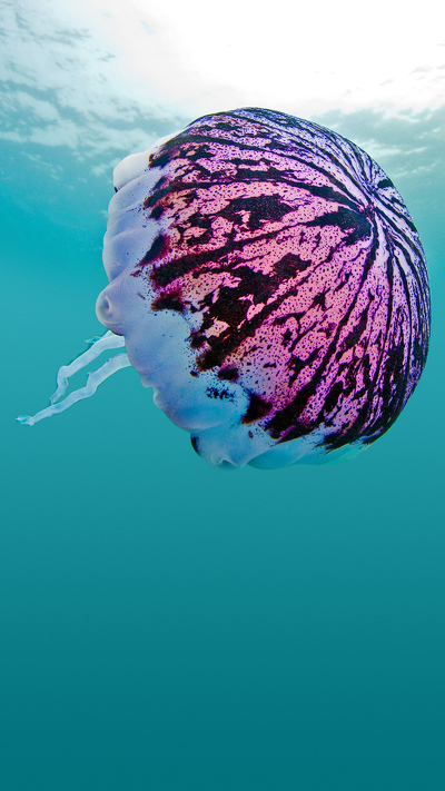 большая фиолетовая полосатая медуза