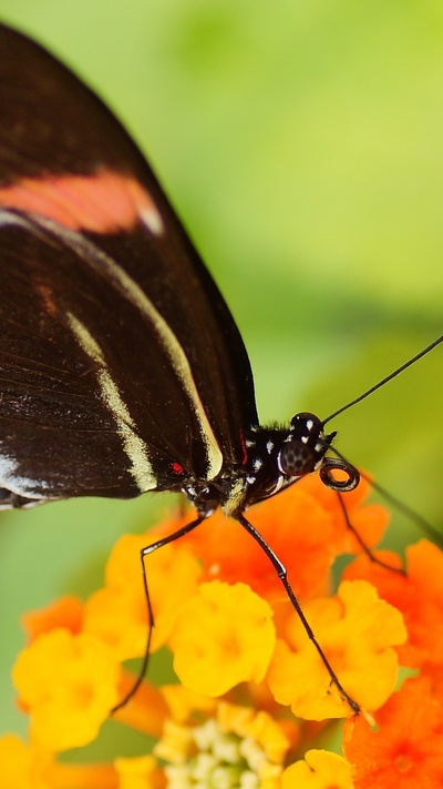 lycaenid, насекомое, белянок, бабочкамонарх, мотыльки и бабочки