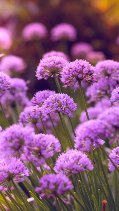 фиолетовый, цветковое растение, пурпур, цветок, лаванда