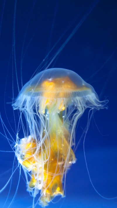 беспозвоночных, морские беспозвоночные, cnidaria, медуза, биолюминесценция