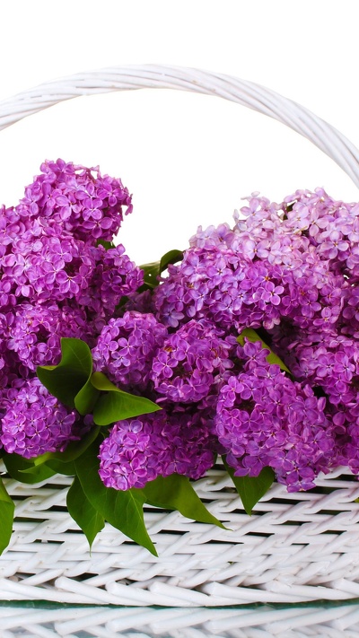 фиолетовый, цветковое растение, растение, сирень, пурпур