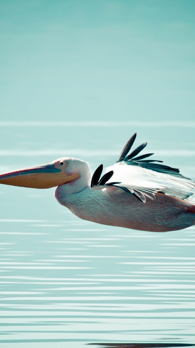 морская птица, водоплавающие птицы, пеликан, клюв, спокойный