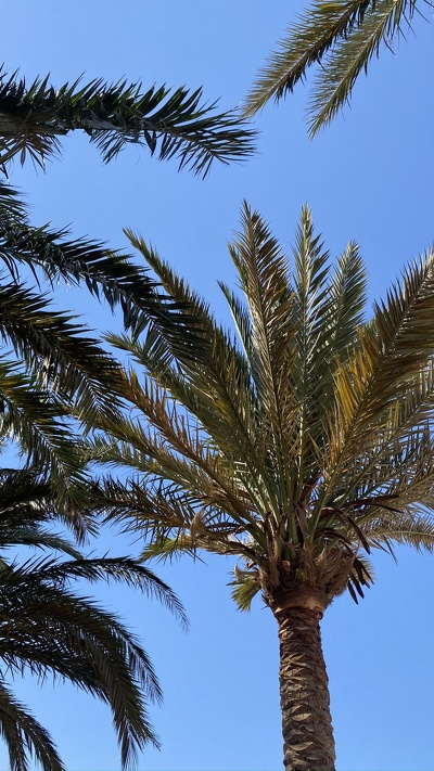 синий, финиковая пальма, бабассу, дневное время, растительность