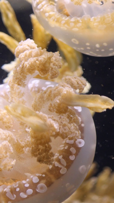 коралл, морская биология, cnidaria, медуза, морские беспозвоночные