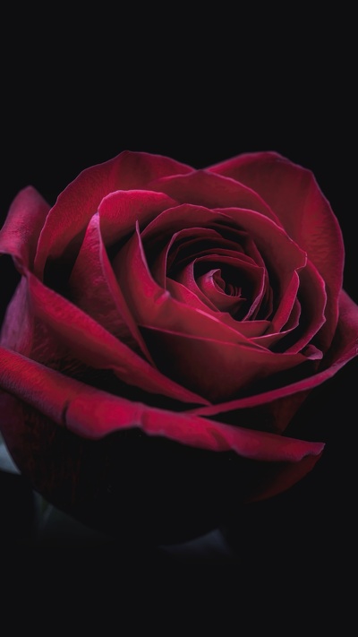 гибридная чайная роза, цветок 8к, черная роза, красный цвет, сад роз