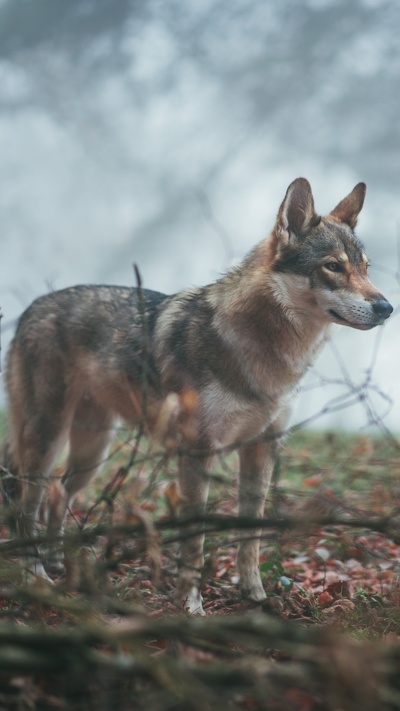 псовые, живая природа, чехословацкий влчак, волк, волкодав