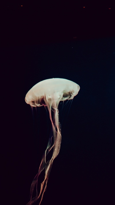 морская биология, cnidaria, небо, гриб, темнота