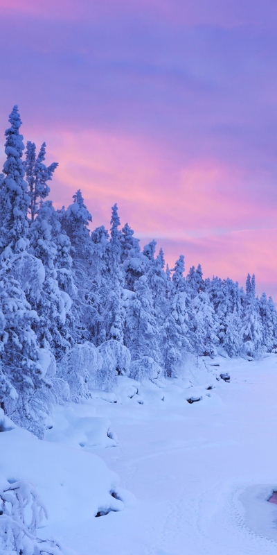 лес заваленный снегом зима