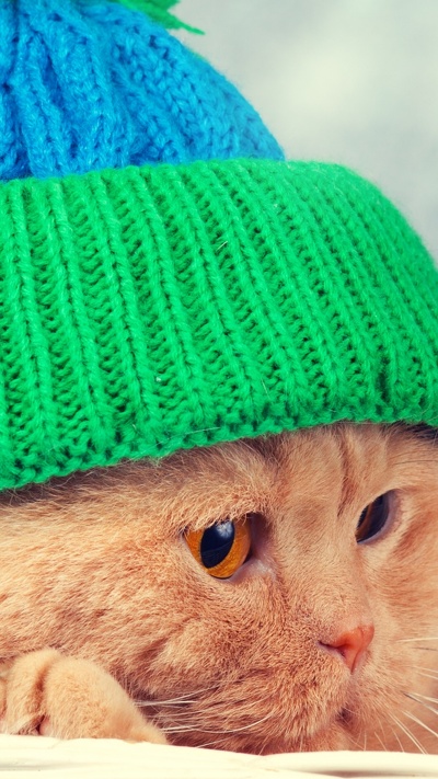 круглая шапочка, вязаная шапочка, головной убор, котенок, зеленый