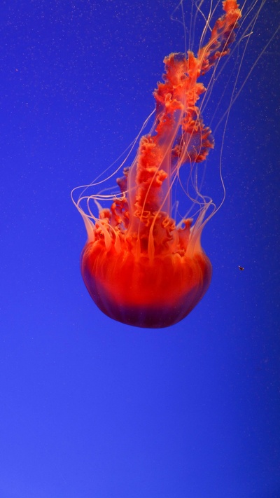 медуза, красные медузы, cnidaria, морские беспозвоночные, беспозвоночных