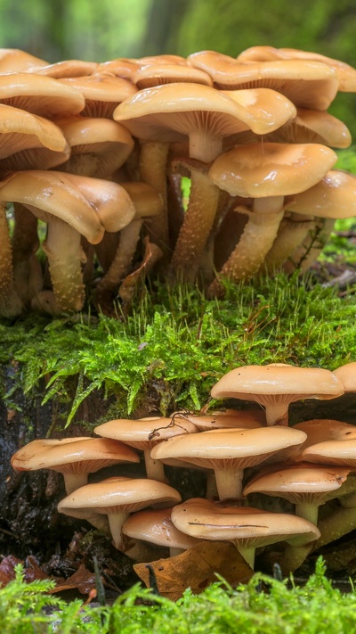 agaricus bisporus, лекарственный гриб, копеечные плюшки, пень, мох