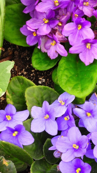 примула, почвопокровная, альт, фиолетовый, цветковое растение
