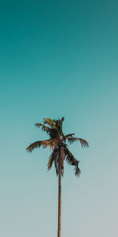 пальма на фоне голубого неба