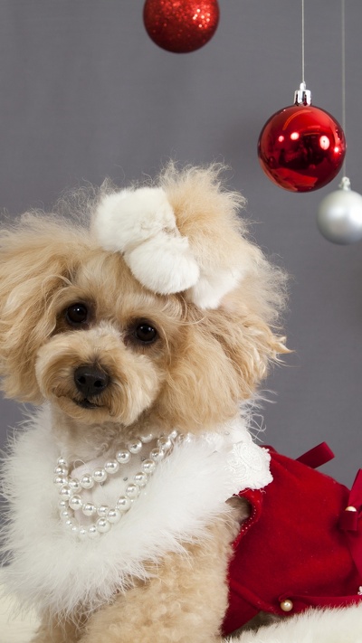 пудель, собака породы, щенок, рождественские украшения, рождество