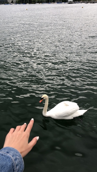 seaducks, вода, гусь, утка, лебедь