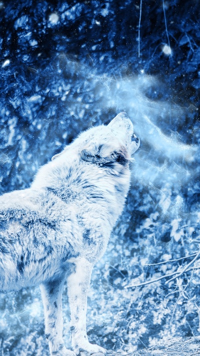 синий, псовые, арктический волк, пес, вода