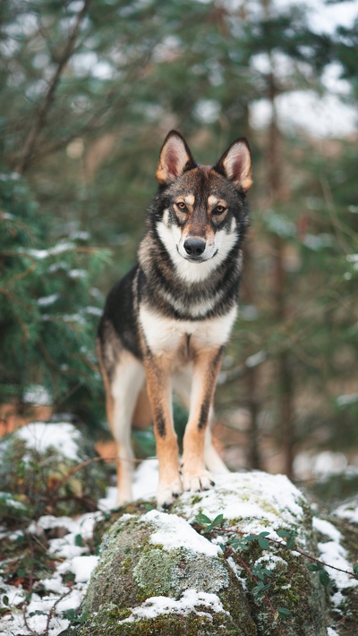 волкодав, чехословацкий влчак, волчьей собаки сарлоса, псовые, собака породы