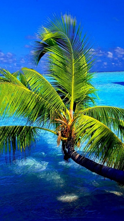 природный ландшафт, тропическая зона, дерево, карибский бассейн, пальма