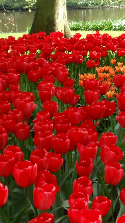красный цвет, лепесток, растение, цветковое растение, ботанический сад