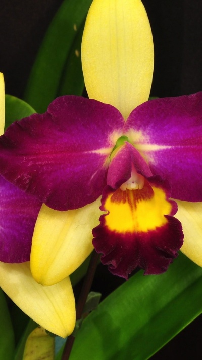 лепесток, орхидея, цветковое растение, пурпур, в отеле cattleya labiata