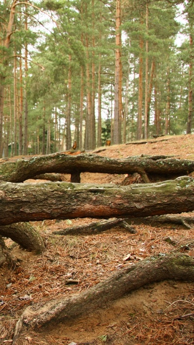 дерево, лесистая местность, лес, природа, природный заповедник