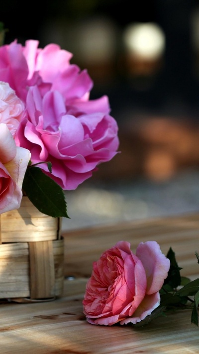 флористики, цветочный букет, срезанные цветы, семья роуз, роза