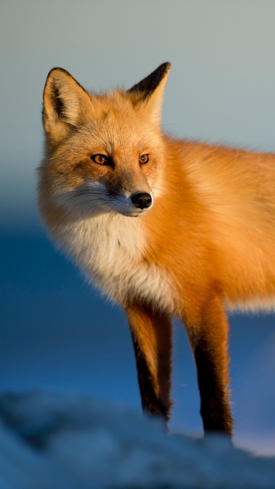 псовые, рыжая лисица, живая природа, лиса, красный волк