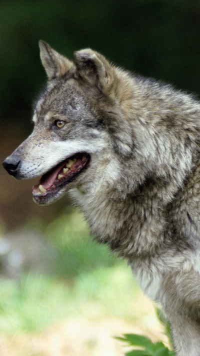 живая природа, волчьей собаки сарлоса, псовые, волк, мимика
