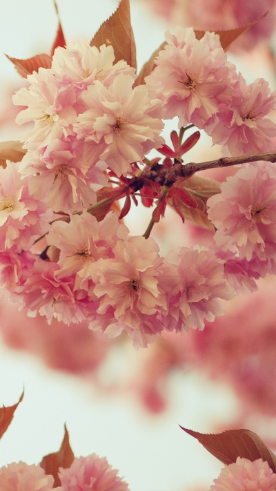 цветение вишни, расцвет, цветок, весна, розовый