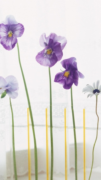 фиолетовый, пурпур, лепесток, цветковое растение, ваза