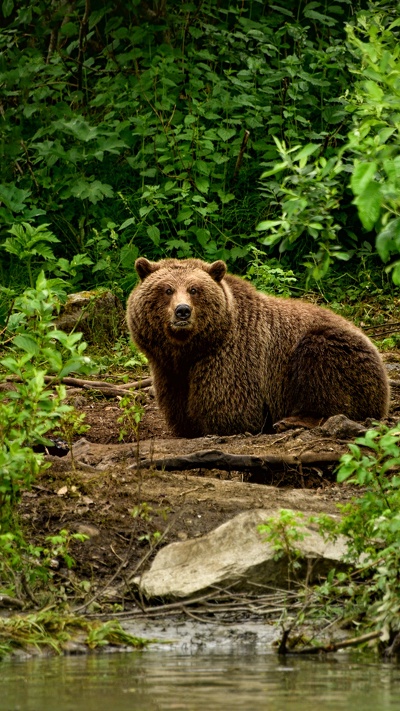 гризли, природа, природный заповедник, бурый медведь, медведь