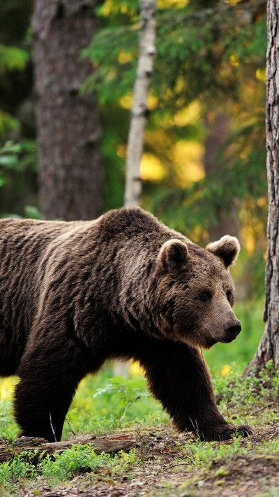 гризли, лес, американский черный медведь, бурый медведь, медведь