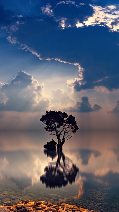 дерево, утро, атмосфера, горизонт, облако