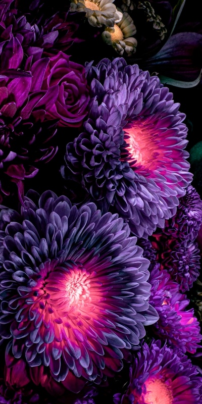 сияющая корейская фиолетовая хризантема(gilbert leigh purple)