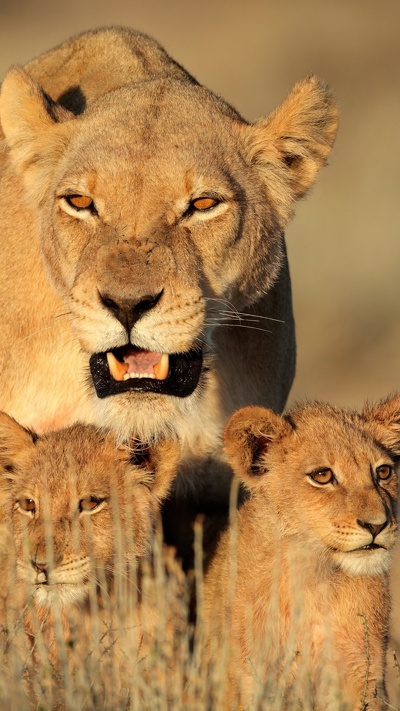 лев, наземные животные, живая природа, тигр, масаи лев