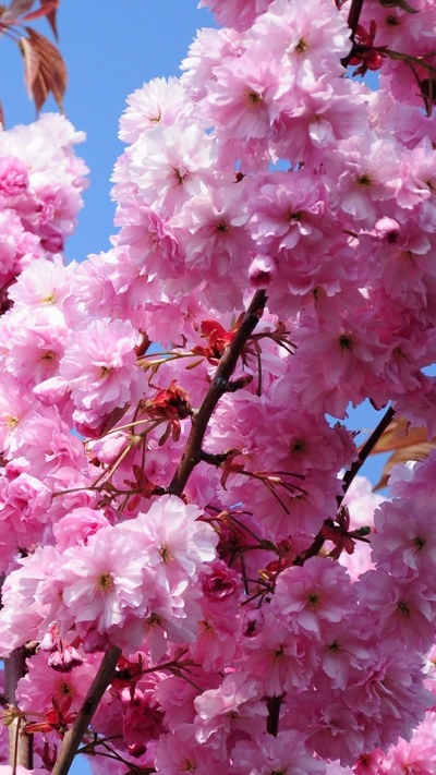 весна, растение, розовый, цветение вишни, дерево