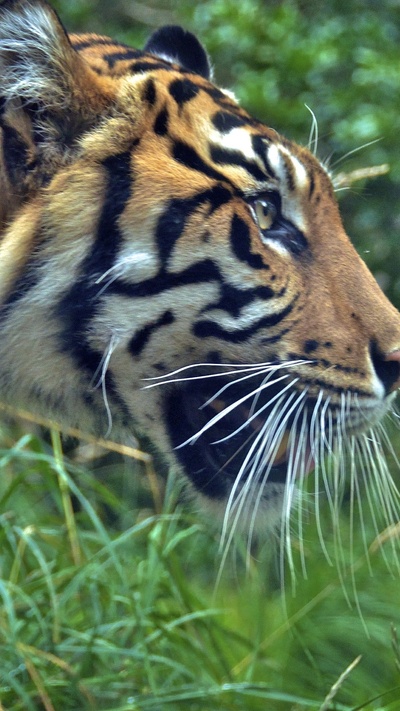 бенгальский тигр, тигр, наземные животные, бакенбарды, живая природа