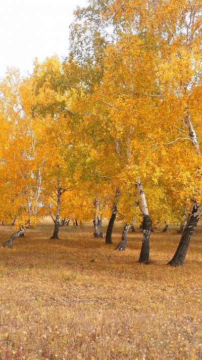 древесные растения, осень, казахстан, дерево, природа