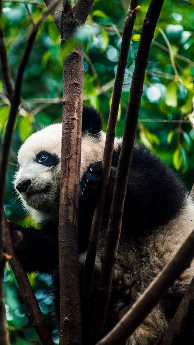 наземные животные, живая природа, джунгли, гигантская панда, природный заповедник