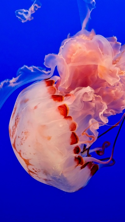 морские беспозвоночные, беспозвоночных, морская биология, cnidaria, медуза