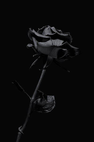 темный iphone black rose